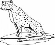 cheetah print out s animal19de coloring pages