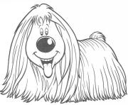 long haired dog  e144938749445347ae