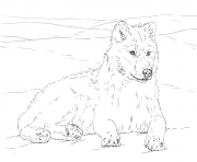 arctic wolf