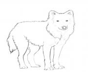 arctic wolf