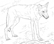 red wolf