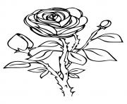 rose nature a4