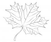 maple leaf fall