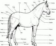 Horse Anatomy