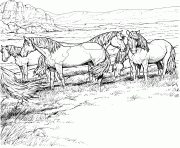 Herd of Horses