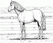 Quarter Horse