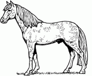 appaloosa horse