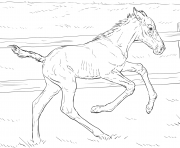 horse bucking foal