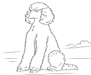 poodles dog