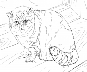 exotic shorthair cat