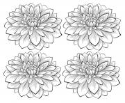 adult four dahlia flowers