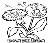 dandelion flower