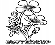 buttercup flower