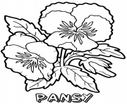 pansy flower