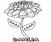 dahlia flower