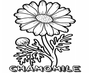 chamomile flower