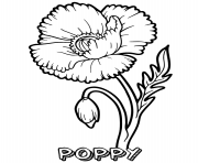 poppy flower