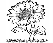 sunflower flower