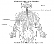 nervous system