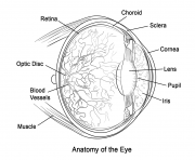 human eye anatomy