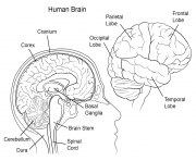 human brain anatomy