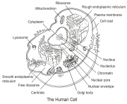 human cell