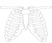 rib cage