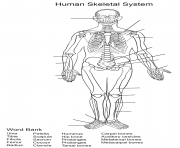 human skeletal system worksheet