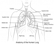 anatomy of the human lungs