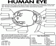 human eye