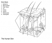 human skin anatomy worksheet