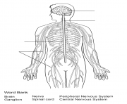 nervous system worksheet