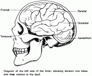 left side of the brain