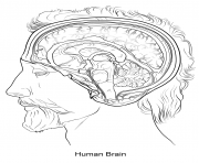 human brain