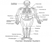 human skeletal system