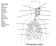 respiratory system worksheet