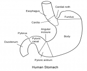 human stomach