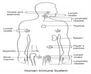 immune system