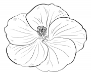 hibiscus flower