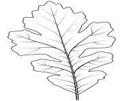 bur oak leaf