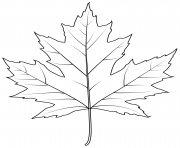 silver maple leaf