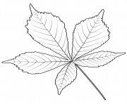 horse chestnut leaf