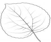 katsura tree leaf