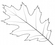 northern red oak leaf