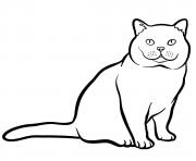 british shorthair cat