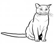 burmese cat