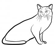 tonkinese cat