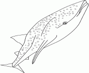 whale shark