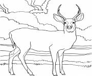 Realistic Mule Deer