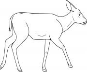 Female Mule Deer